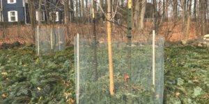Protect trees and shrubs