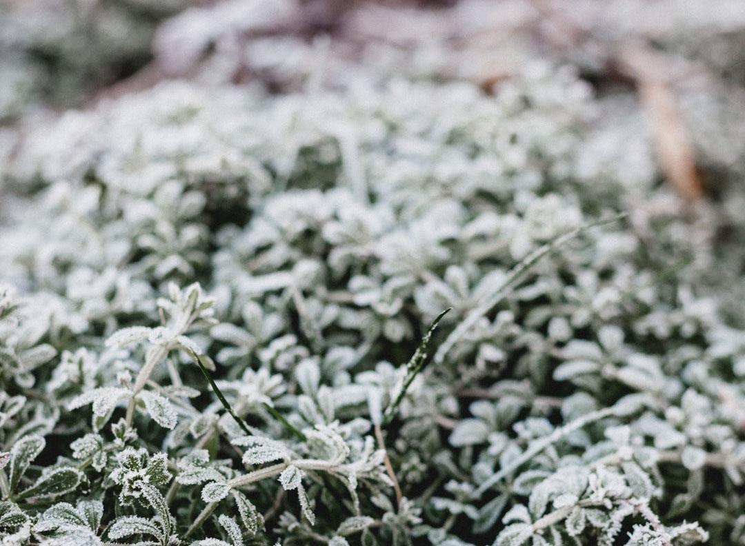 plants frosted over in the winter