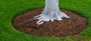 Proper mulching