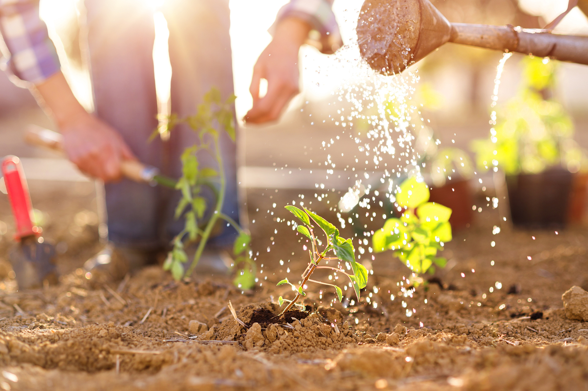 closeup of someone starting new garden in a plot of dirt