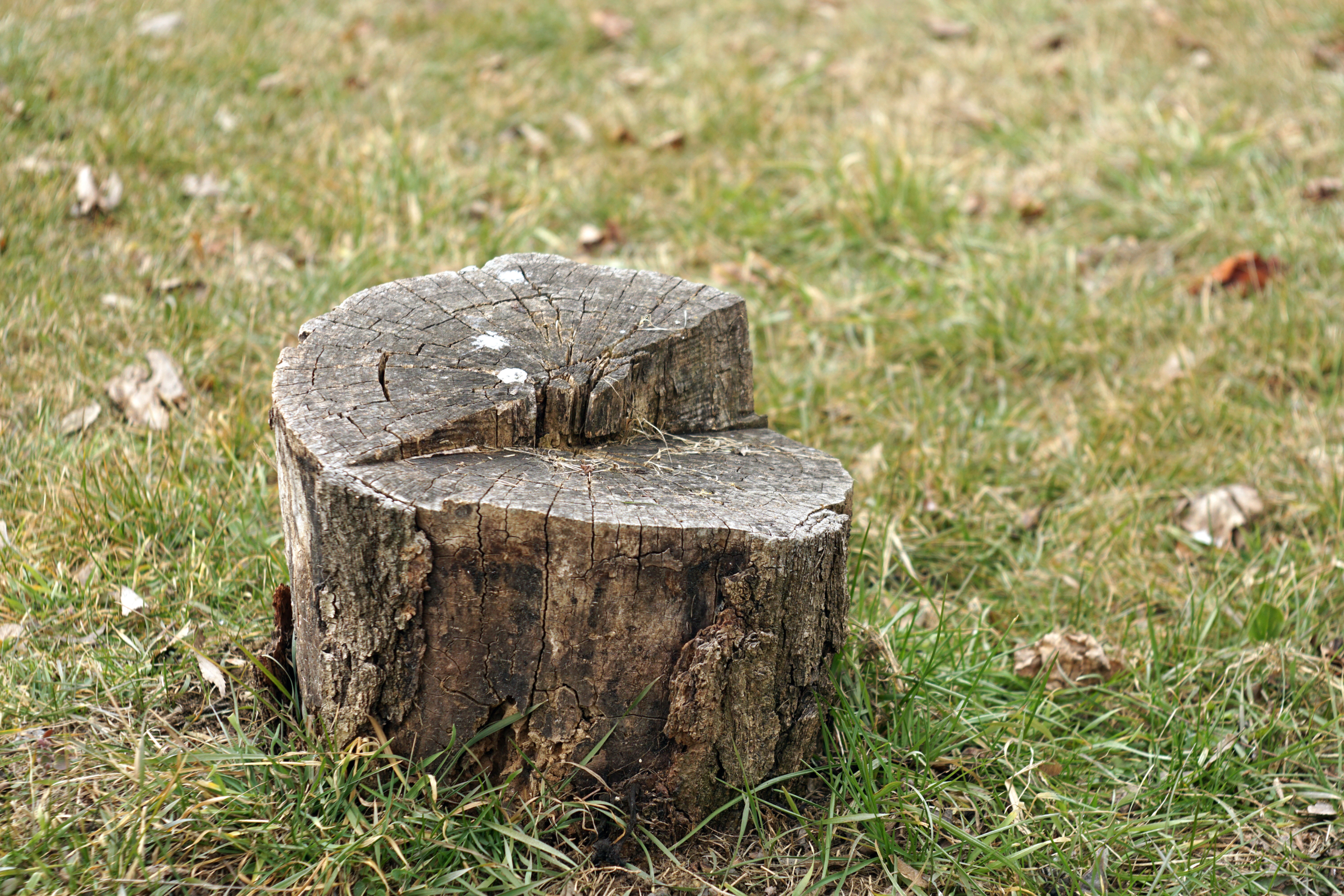 tree stump on a lawn