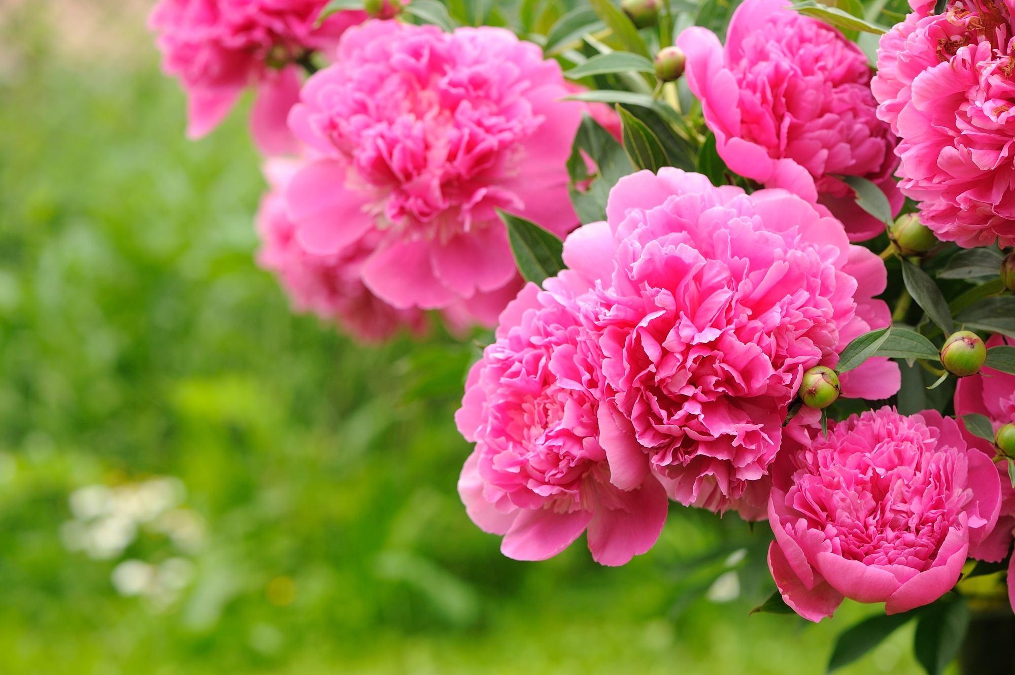 Peony Bush in a Garden