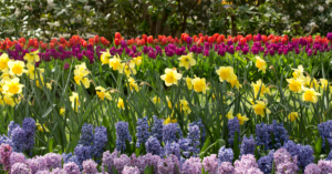 Top Tips for Planting Fall Bulbs in Wisconsin