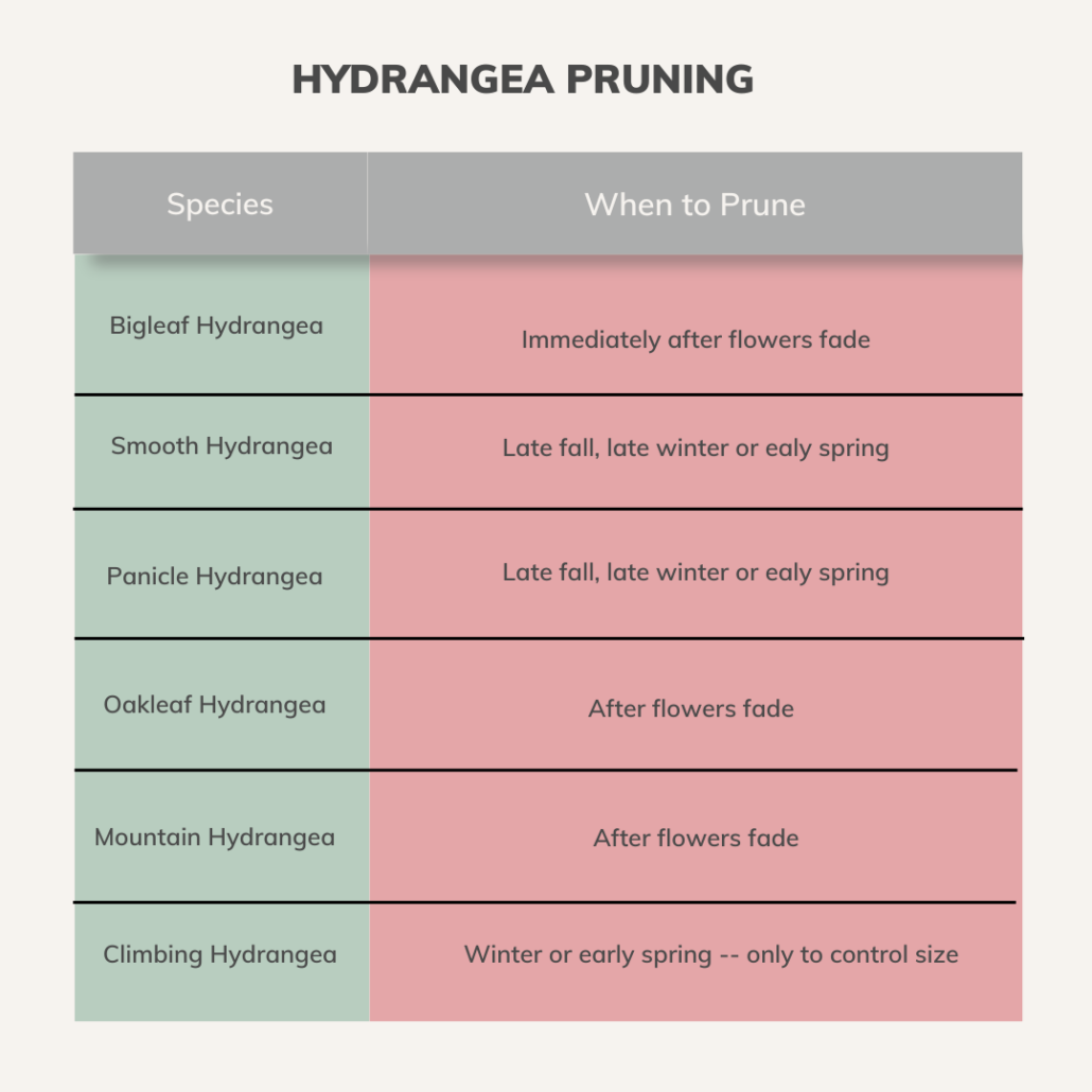 How Do I Prune Hydrangeas? | American Landscape