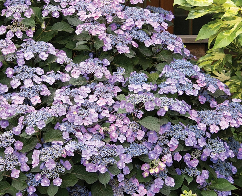 How Do I Prune Hydrangeas? American Landscape