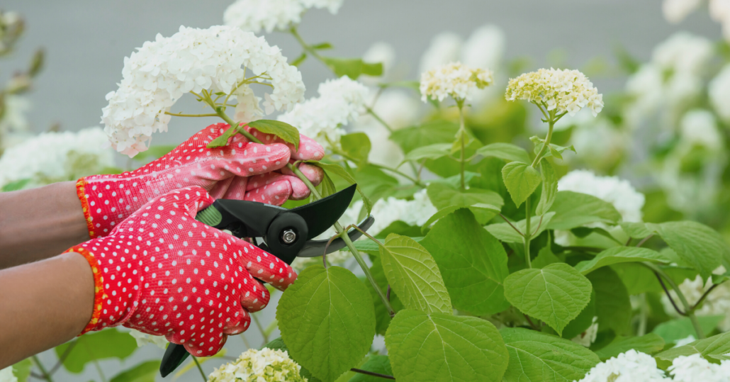 How Do I Prune Hydrangeas? American Landscape