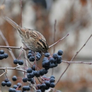 Sparrow eating black chokeberry