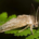 Detect and Treat for Spongy Moth