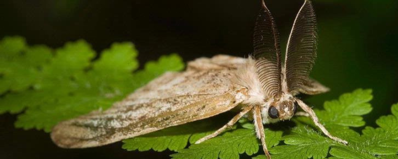 Detect and Treat for Spongy Moth