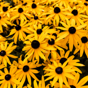 Black eyed Susan