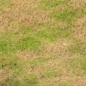 Brown grass
