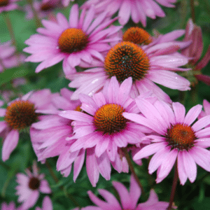 Coneflower