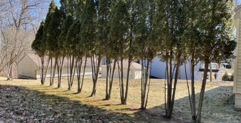Fall and Winter Care Tips for New Landscapes