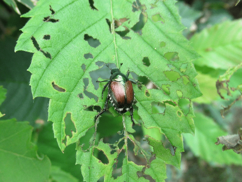HortiCare Insect and Disease Control