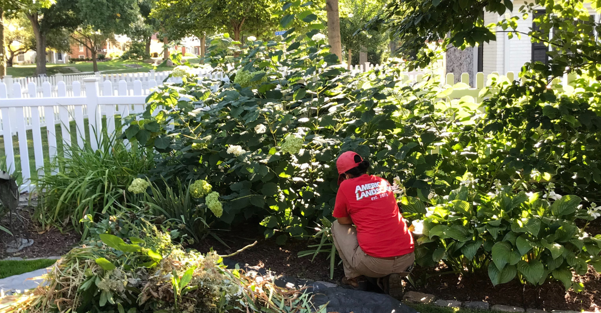 Landscape Maintenance