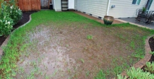 Lawn Drainage Issue - Standing Water Lawn Drainage Issue - Standing Water