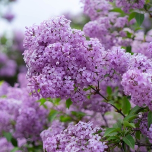 Mid-May Landscaping Tips - prune spring shrubs Mid-May Landscaping Tips - prune spring shrubs