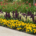 May Landscaping Checklist (1)