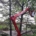 Proactive Tree Pruning: Prevent Damage Before It Starts