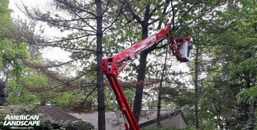 Proactive Tree Pruning: Prevent Damage Before It Starts
