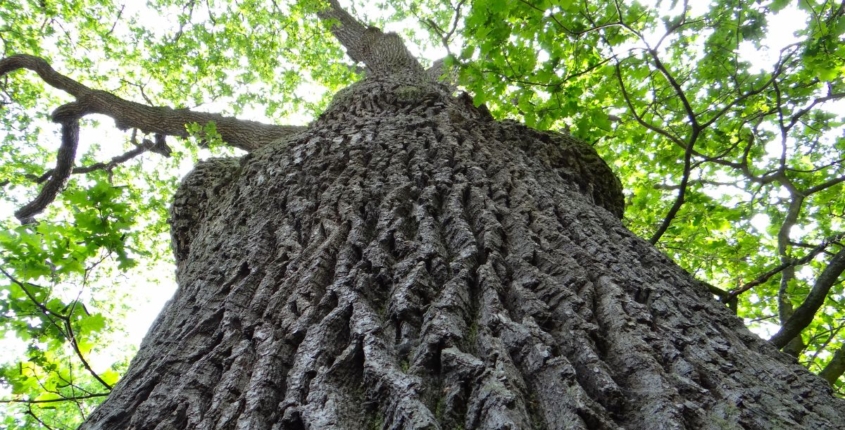 Protect Your Oak Trees from Oak Wilt in Wisconsin