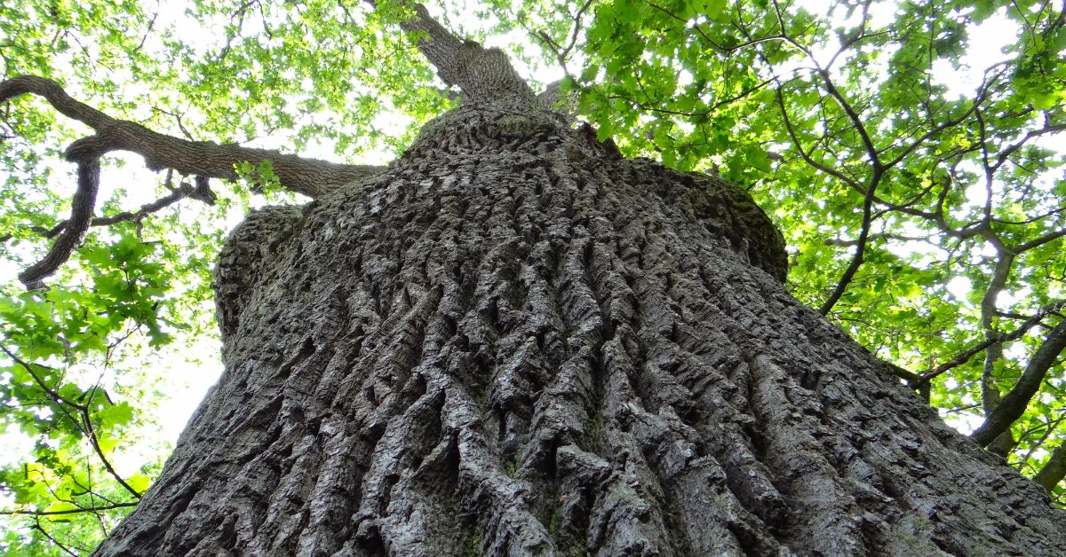 Protect Your Oak Trees from Oak Wilt in Wisconsin