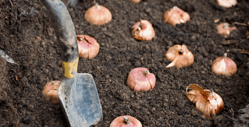 Top Tips for Planting Fall Bulbs in Wisconsin