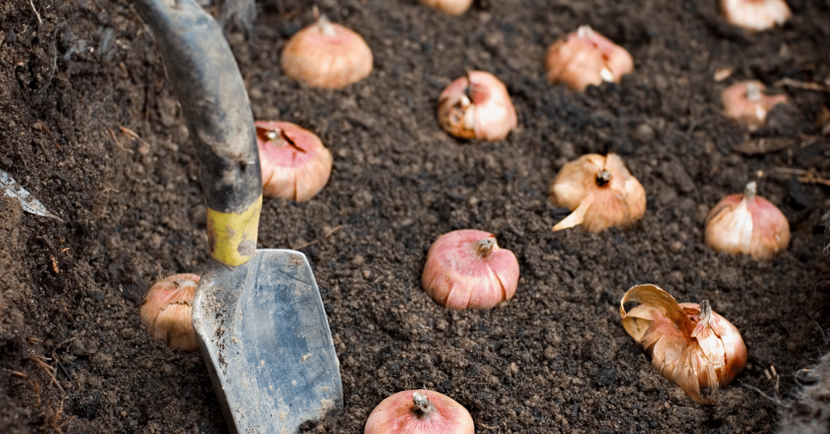 Top Tips for Planting Fall Bulbs in Wisconsin