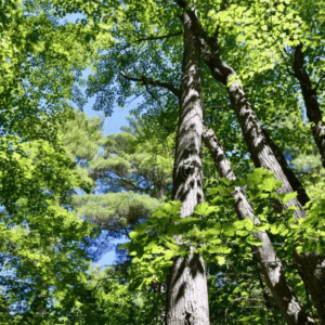 Certified Arborist Services
