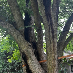 Proactive Tree Pruning: Stop Damage before it Starts