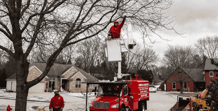 Winter Tree Pruning 5 Steps Arborists Take to Prepare Trees for Spring