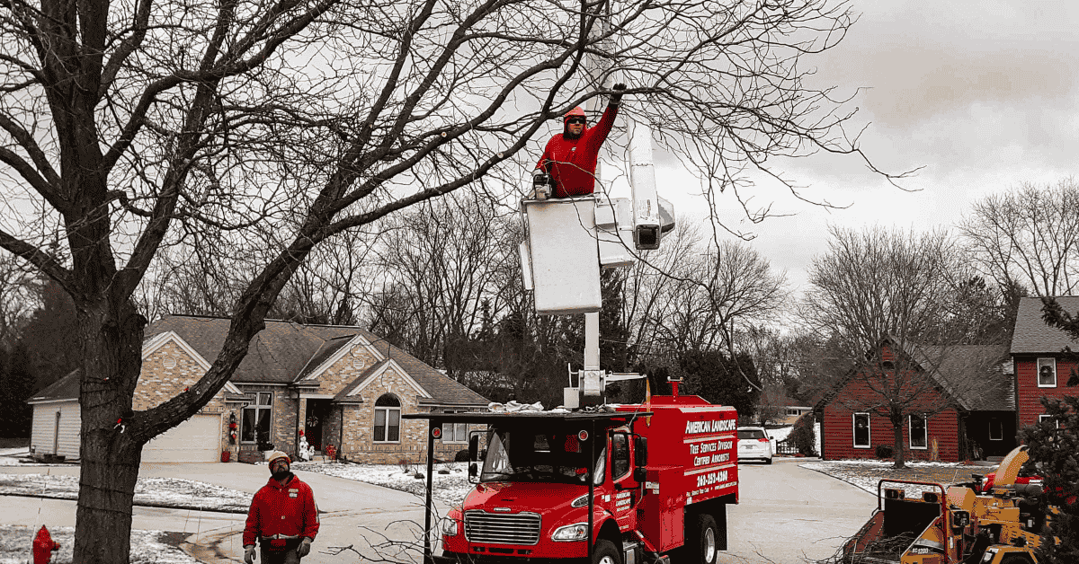 Winter Tree Pruning 5 Steps Arborists Take to Prepare Trees for Spring