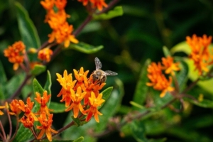 Landscape planning with intention