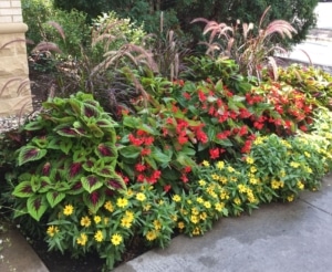 Ornamental grasses for landscaping privacy