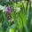 how and when to clean up spring bulbs
