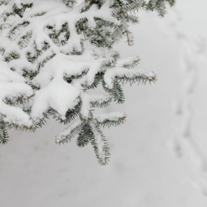 Snow and Your Landscape